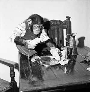 Susan'pet. chimp of Miss Molly Badham seen here helping with the housework