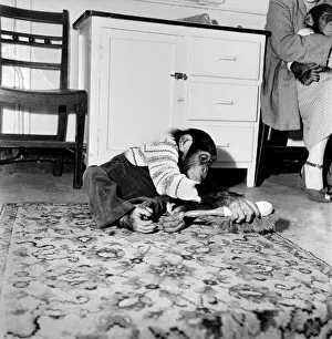 Susan'pet. chimp of Miss Molly Badham seen here helping with the housework