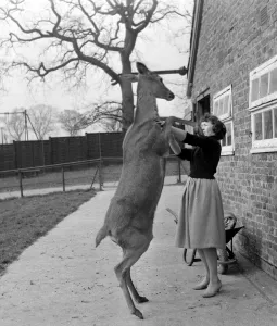 00168 Prints: Susie the 18 month old red deer jumps up on a woman at Pets Corner in Chessington Zoo