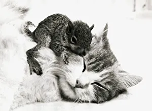 Felines Prints: Susie the cat cuddles up with an orphaned baby squirrel at her home in Derby May