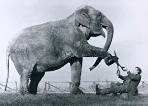 Susie the Indian Elephant in Flamingo Park Zoo near Pickering in Yorkshire lift her foot