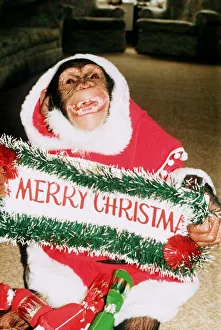 Suzie the Chimp dressed up as Santa Claus Father Christmas Monkey Chimpanzee