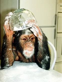 Baking Prints: Suzie the chimp makes scones at Longleat Safari Park November 1990