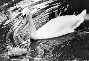 00047 Collection: A swan swimming in the Ouseburn at Jesmond Dene with her cygnet