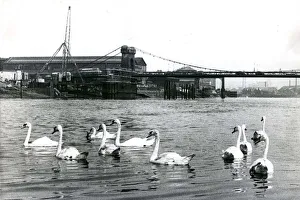 00171 Prints: Swans on the river Tyne near the Scotswood Railway Bridge Bird