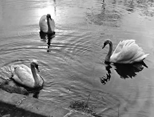 00047 Collection: These three swans a serenely floating on Bolam Lake