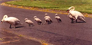 Cygnet Prints: Some swans and their youngsters travelling to a pond in Annitsford Village
