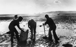 Silhouette Prints: Swansea Bay. Naturalists dig up spartina grass which is threatening to reinvest