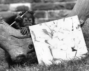 Clever Prints: Sydney, a 2 year old orang-utan shows off a picture he painted