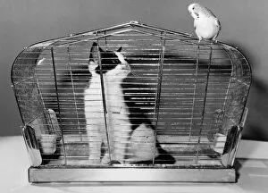 00035 Collection: The tables are turned as kitten is caught in the birds cage. December 1982 P011716