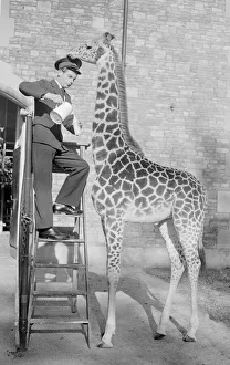 Zoo Keeper Prints: A Tall Order Gerd Zellmer the Giraffe Keeper at Bristol Zoo seen here feeding