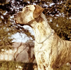 Tamir the Brindle Great Dane dog January 1967 animal animals cute pet pets