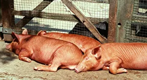 Tamworth Pig at Aldenham Country Park July 1996