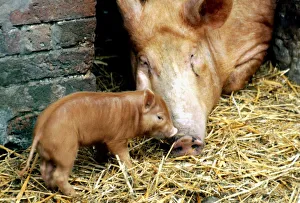 Piglet Prints: Tamworth pig and piglet pigs farming farm animals January 1980