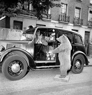 00064 Prints: Taxi and the taxidermist: A stuffed grizzly bear attempts to flag down a London Taxi