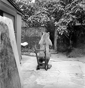 Bear Prints: Taxidermy: A stuffed grizzly bear on a trolley at the Taxidermists. 1960 A715a-003