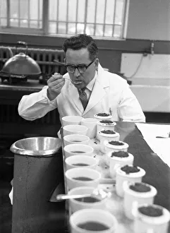 The tea taster at work. A sip, a quick taste and Mr Edward Pedvin, of Hollywood