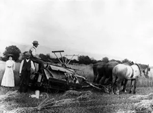 Rural Prints: Tea-time in the harvest field. A brief pause for the three Clydesdales pulling a binder