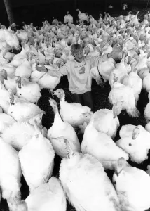 Roast Dinner Turley Prints: Teddah Marden Ranger Turkey farmer and birds Kent 1989