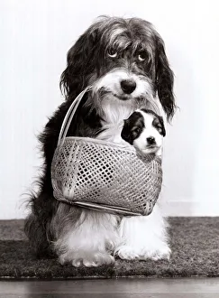 Television star Pippin the dog carries one of her new born pups in a basket