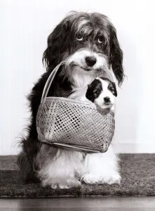 Television star Pippin the dog carries one of her new born pups in a basket