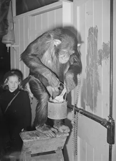 00120 Prints: Can You Tell What It Is Yet?'as So So the London Zoo chimpaneze decides that