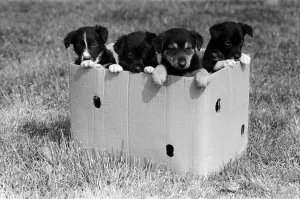 Terrier puppies which were found abandoned in a cardboard box April 1981