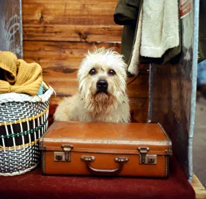 Emotions Prints: A terrier puppy next to a uitcase animals animal dog dogs cute