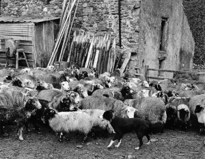 Shepherd Prints: Tess, the cross bred Collie, typical of the sheep dogs of Cumberland