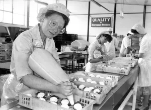 Production Line Prints: Theology graduate Susan Harwood Jones on the production line spreading cream on jam tarts