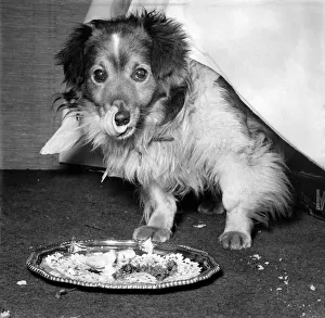 Greed Prints: Third-time-lucky Cornelius, a mongrel of uncertain age, licks his chops after polishing