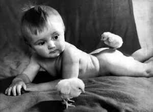 Chicks Prints: Thirteen month old boy Ian Bottomley of St Annes meets his first spring chickens