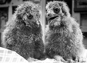 Chicks Prints: Three-week-old eagle owl chicks called Sally & Ros at Guilsborough Bird & Pet Park