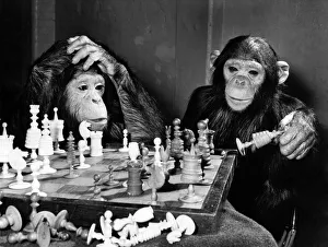 Board Games Prints: Three-year-old Combo on right explains to Freddie (aged 2
