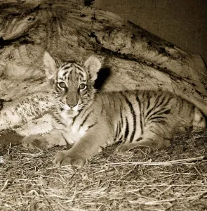 Tiger Prints: Tiger Cub ITV appearance. Tiger lying down, staring up June 1956