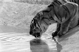 Tiger cubs at Longleat. 3 Sibirian tiger cubs plus loving male and female tigers