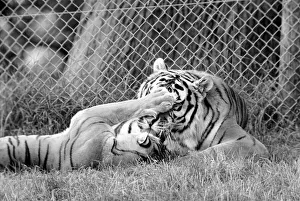 Tiger cubs at Longleat. 3 Sibirian tiger cubs plus loving male and female tigers