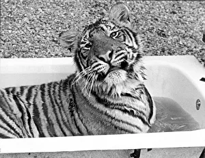 A tiger takes a bath at Guilsborough Grange Wildlife Park, Warwickshire