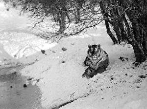 00188 Prints: Tiger at Whipsade zoo inspect their enclosure following a snow shower