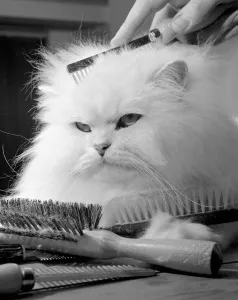Brushes Prints: Tiger won The Champion of Champions at the National Cat show at Olympia in London seen