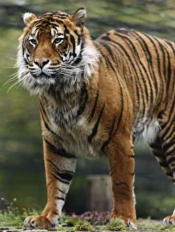 Wild Prints: One of two tigers given to school girl Andre Taylor by a circus December 1993