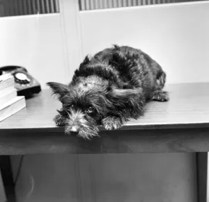 00076 Prints: Tiger'the dog photographed in the Daily Mirror waiting room