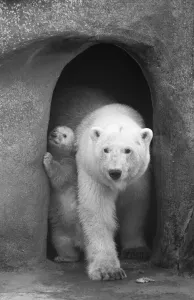 Bears Prints: Its a tight squeeze mum!'Polar Bear twins Aurora
