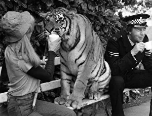 A tigress will be allowed to pad free at Frome filming of a new drama series