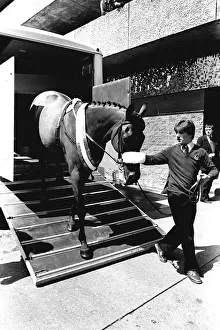 00482 Prints: Three times Grand National winner Red Rum arrives for opening the Rum Runner nightclub in