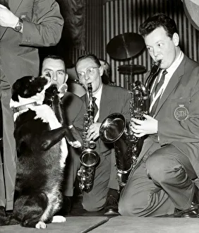 Canines Prints: Timothy a four year old mongrel dog is the mascot of The Ted Heath Band