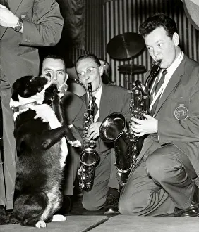 00162 Prints: Timothy a four year old mongrel dog is the mascot of The Ted Heath Band