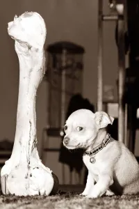 Size Prints: Tiny dog sitting next to a huge bone looking frightened or intimidated