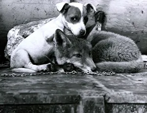 Wild Prints: Tiny the Jack Russel Terrier puppy has become inseprable with a fox called Simon in