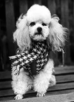 00176 Prints: Tiny poodle Merymorn Lori models the latest in doggie fashions - a black